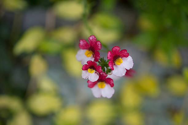 Nemesia Blumensamen Rot-Weiß zum Pflanzen – Alte Sorte Non-GMO Hohe Keimrate Bio-Gartensamen