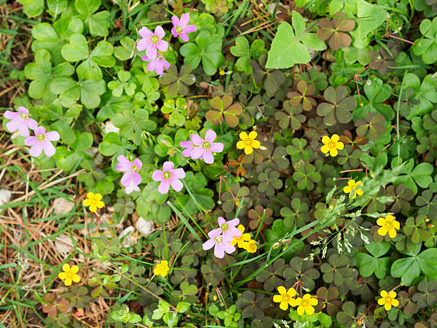 Mixed Perennial Oxalis Flower Seeds – Heirloom, Non-GMO, High Germination Seeds
