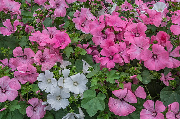 Mixed Lavatera Flower Seeds – Heirloom Non-GMO High Germination Seeds