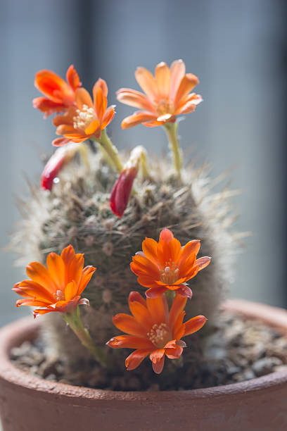 Orange Rebutia Flower Seeds – Heirloom, Non-GMO, High Germination Seeds