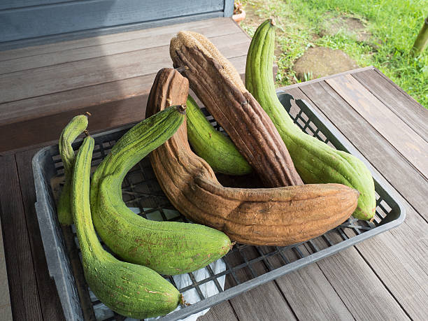 Green Brown Luffa Esmeralda Seeds for Planting | Heirloom, Non-GMO, High Germination Organic Garden Seeds