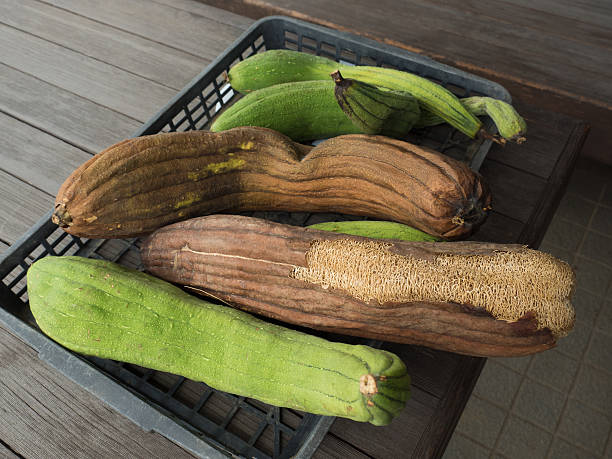 Green Brown Luffa Esmeralda Seeds for Planting | Heirloom, Non-GMO, High Germination Organic Garden Seeds