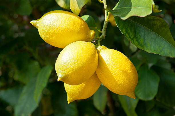 Yellow Lemon Citrus Seeds – Heirloom, Non-GMO, High Germination Seeds