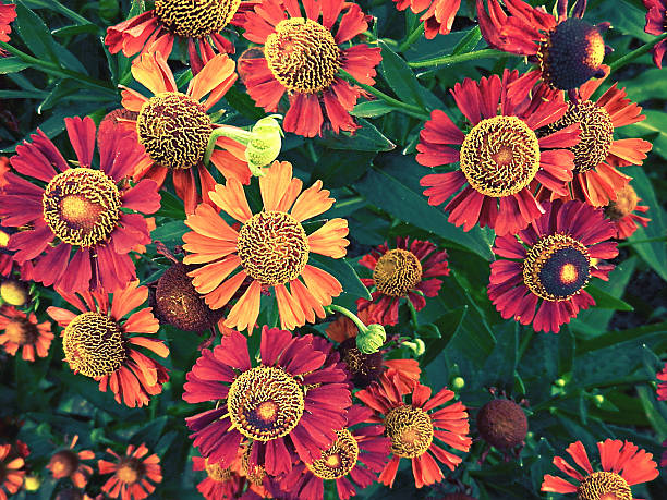 Mixed Helenium Flower Seeds – Heirloom, Non-GMO, High Germination Seeds