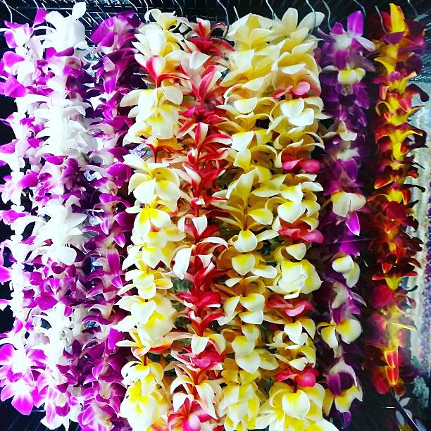 Mixed Plumeria Rubra Flower Seeds – Heirloom, Non-GMO, High Germination Organic Garden Seeds for Planting Seeds for Planting