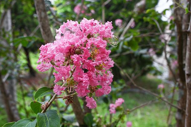 Pinke Myrte Blumensamen – Alte Sorte, gentechnikfrei, hohe Keimfähigkeit, Bio-Gartensamen zum Pflanzen
