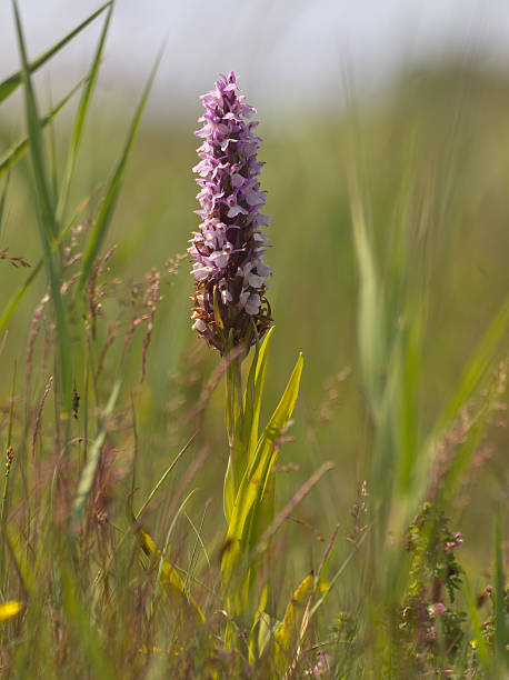 Marsh Orchid Flower Seeds – Heirloom, Non-GMO, High Germination Seeds
