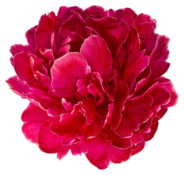 Peony Flower Seeds Red – Heirloom, Non-GMO, High Germination Seeds