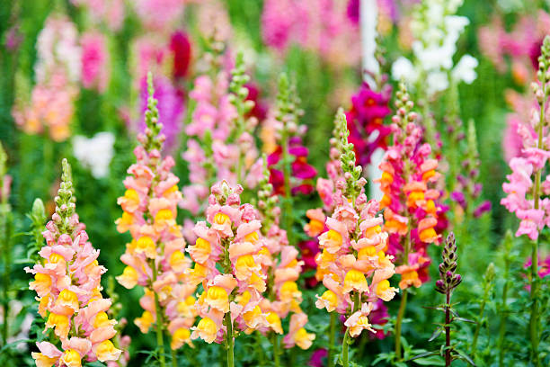Gemischte Antirrhinum-Blumensamen – Alte Sorte, gentechnikfrei, keimstark