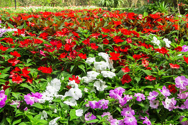 Mix Impatiens Walleriana Flower Seeds – Heirloom, Non-GMO, High Germination Seeds