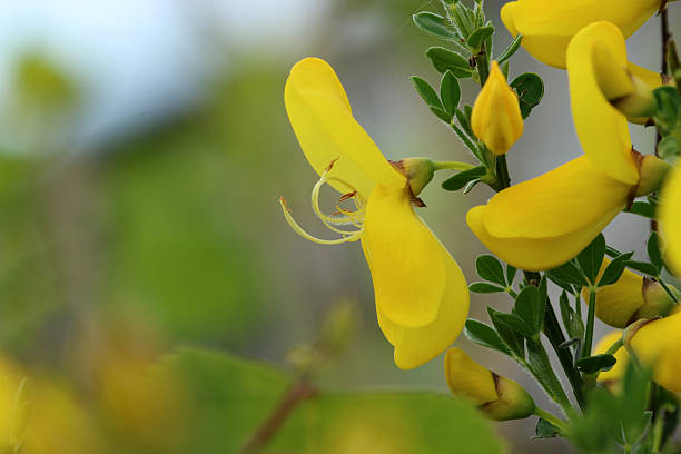 Cytisus Flower Seeds Perennial for Planting – Heirloom Non-GMO High Germination Seeds