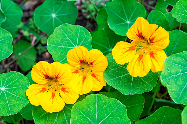 Yellow Nasturtium Flower Seeds – Heirloom, Non-GMO, High Germination Seeds