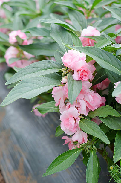 Camellia Flower Seeds Pink Heirloom Non-GMO High Germination Organic Garden Seeds for Planting