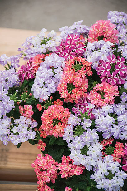 Mixed Climbing Verbena Flower Seeds – Heirloom, Non-GMO, High Germination Seeds