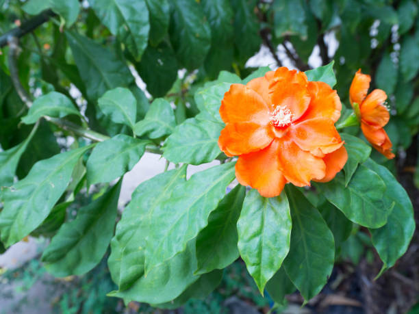 Semillas de flor de Pereskia naranja – Herencia, no transgénicas, alta germinación, semillas de jardín orgánicas para plantar