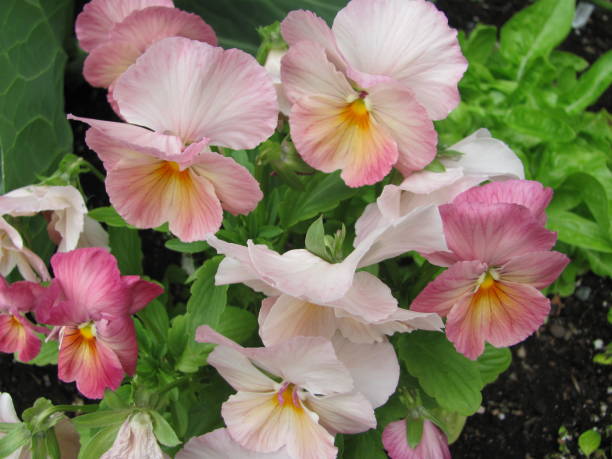 Mixed Double Pansy Flower Seeds – Heirloom Non-GMO High Germination Seeds