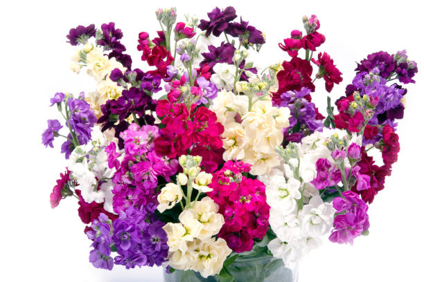 Mixed Matthiola Bicornis Flower Seeds – Heirloom, Non-GMO, High Germination Seeds