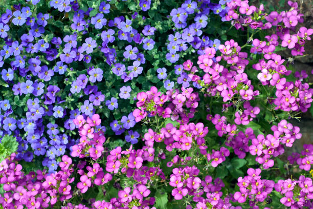 Mixed Aubrieta Flower Seeds – Heirloom, Non-GMO, High Germination Seeds