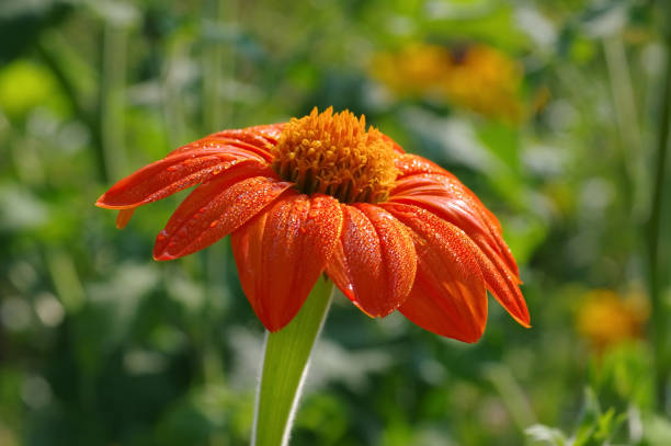 Orange Tithonia Rotundifolia Flower Seeds – Heirloom, Non-GMO Seeds