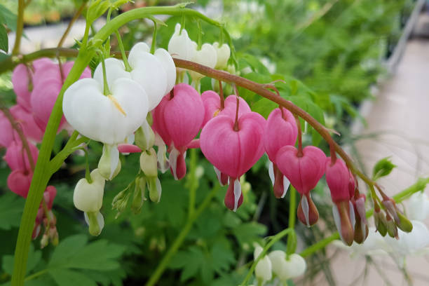 Mixed Lamprocapnos Flower Seeds – Heirloom, Non-GMO, High Germination Seeds