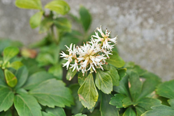 Semillas de Pachysandra Blanca Herencia Sin OGM Alta Germinación Semillas Orgánicas para Sembrar en Jardín