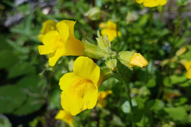 Mimulus Flower Seeds Yellow – Heirloom, Non-GMO, High Germination Seeds