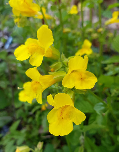 Yellow Mimulus Flower Seeds – Heirloom, Non-GMO, High Germination Seeds