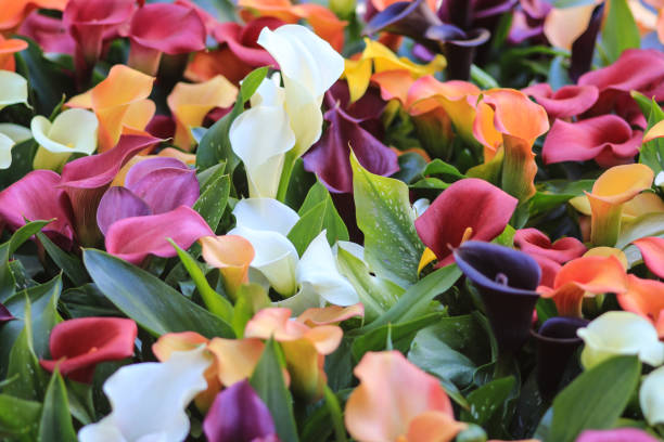 Mixed Aethiopica Calla Lily Flower Seeds – Heirloom, Non-GMO, High Germination Seeds