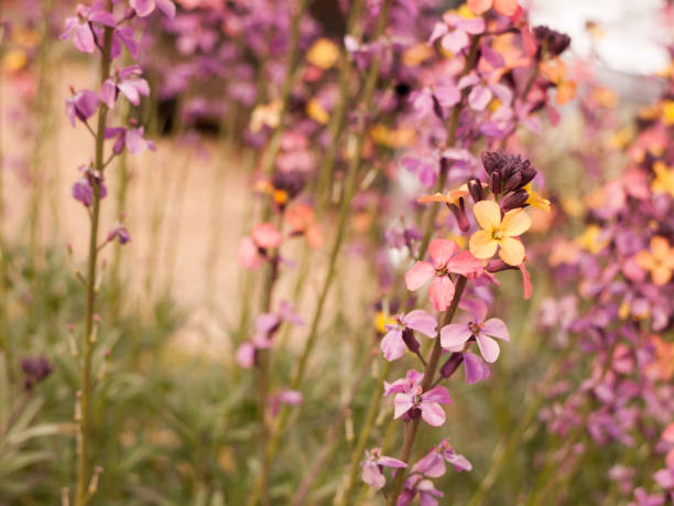 Mixed Erysimum Flower Seeds – Heirloom, Non-GMO, High Germination Seeds