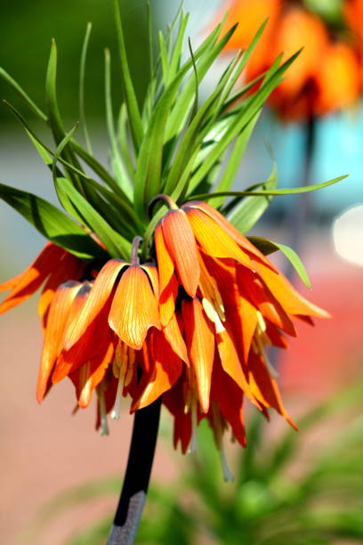 Orange Kaiserkrone Flower Seeds – Heirloom, Non-GMO, High Germination Seeds