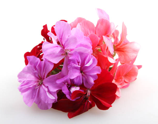 Mixed Pelargonium Peltatum Flower Seeds – Heirloom, Non-GMO, High Germination Seeds