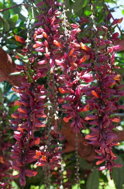 Rotbraune Thunbergia Coccinea Blumensamen – Alte Sorte, gentechnikfrei, keimstark