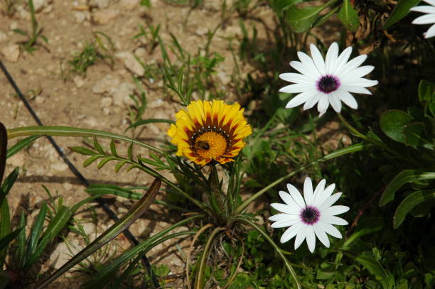 Mixed Venidium Fastuosum Flower Seeds – Heirloom, Non-GMO, High Germination Seeds
