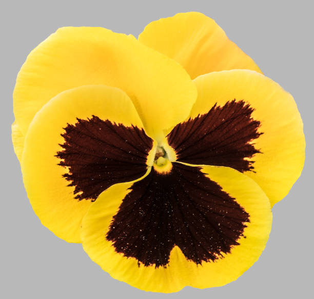 Pansy Flower Seeds Yellow Marron – Heirloom, Non-GMO, High Germination Seeds