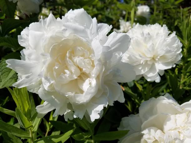 Peony Flower Seeds White – Heirloom, Non-GMO, High Germination Seeds for Planting