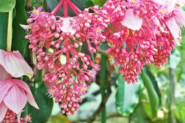 Pink Medinilla Magnifica Flower Seeds – Heirloom, Non-GMO, High Germination Seeds