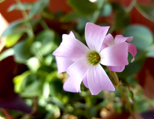 Oxalis Versicolor Flower Seeds Pink – Heirloom, Non-GMO, High Germination Seeds