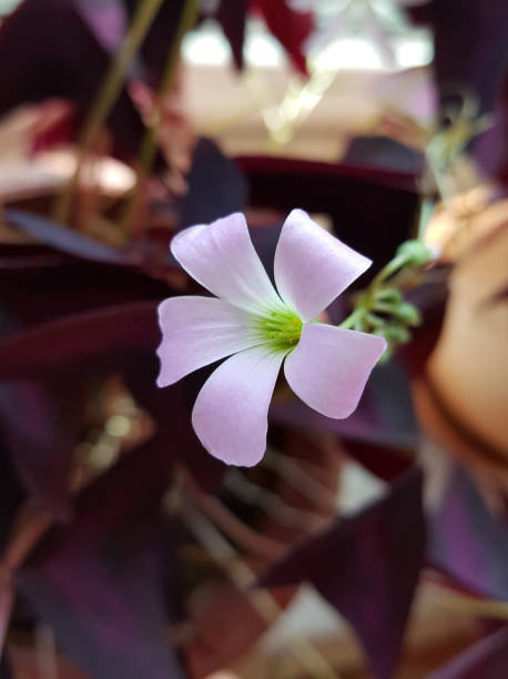 Semillas Oxalis Versicolor – Herencia, No-GMO, Alta Germinación Semillas Orgánicas para Jardín