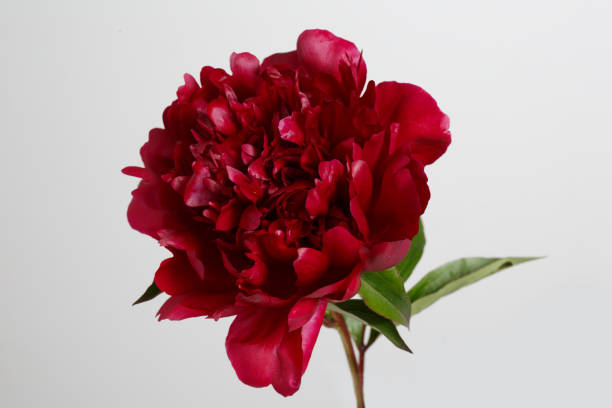 Red Peony Flower Seeds – Heirloom, Non-GMO, High Germination Seeds