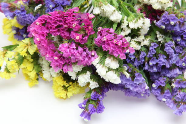 Mixed Statice Flower Seeds – Heirloom, Non-GMO, High Germination Seeds