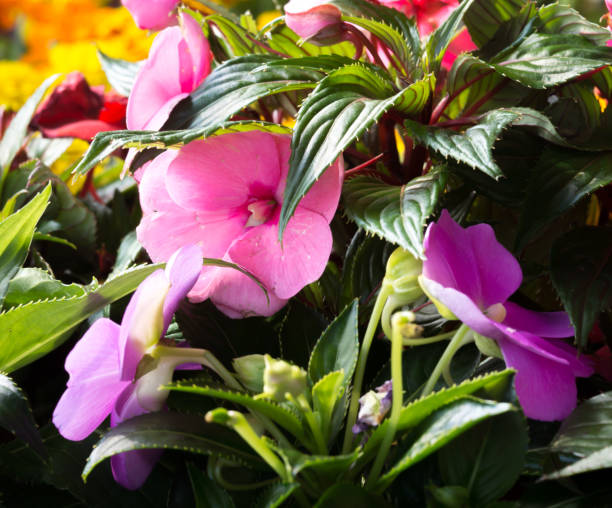 Mixed Achimenes Flower Seeds – Heirloom, Non-GMO, High Germination Seeds