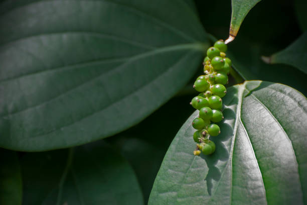 Green Piper Nigrum Black Pepper Seeds for Planting – Heirloom Non-GMO High Germination Seeds