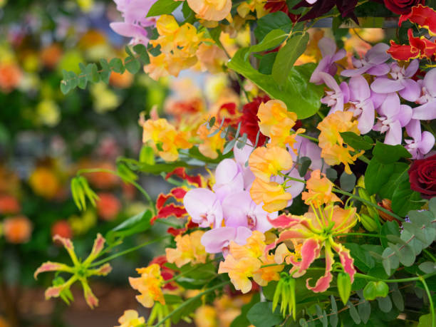 Mixed Climbing Orchid Flower Seeds – Heirloom Non-GMO High Germination Seeds