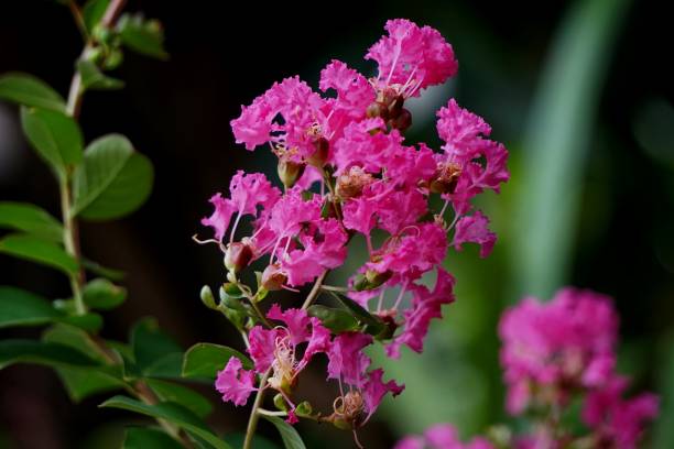 Pinke Myrte Blumensamen – Alte Sorte, gentechnikfrei, hohe Keimfähigkeit, Bio-Gartensamen zum Pflanzen
