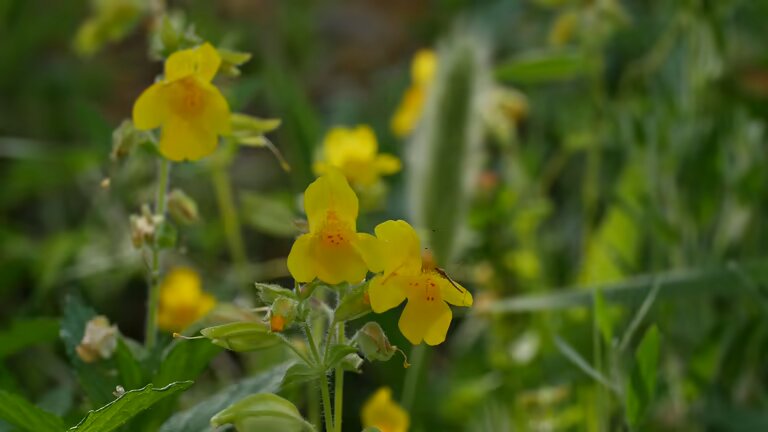 Mimulus Guttatus Flower Seeds – Heirloom, Non-GMO, High Germination Seeds