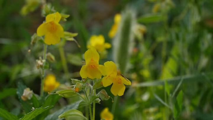 Mimulus Guttatus Flower Seeds – Heirloom, Non-GMO, High Germination Seeds