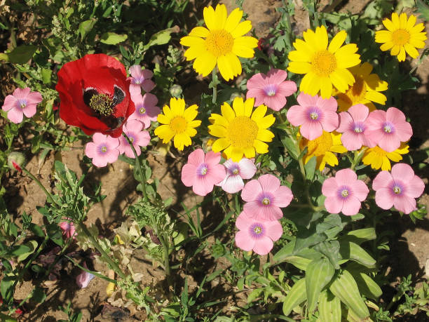 Mixed Helianthemum Flower Seeds – Heirloom, Non-GMO, High Germination Seeds