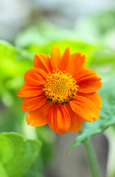 Orange Tithonia Rotundifolia Flower Seeds – Heirloom, Non-GMO, High Germination Seeds for Planting, Organic Seeds