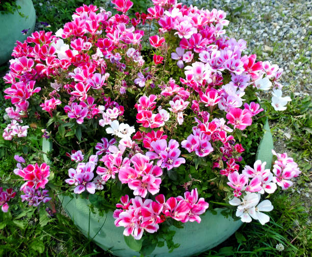 Mixed Pelargonium Peltatum Flower Seeds – Heirloom, Non-GMO, High Germination Seeds