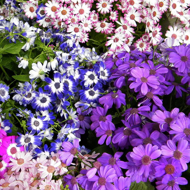 Gemischte Senetti Pericallis Blumensamen zum Pflanzen – Alte Sorte, gentechnikfrei, keimfreudige Bio-Gartensamen